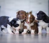 Pregnant Dog: How to Prepare for the Arrival of the Puppies?
