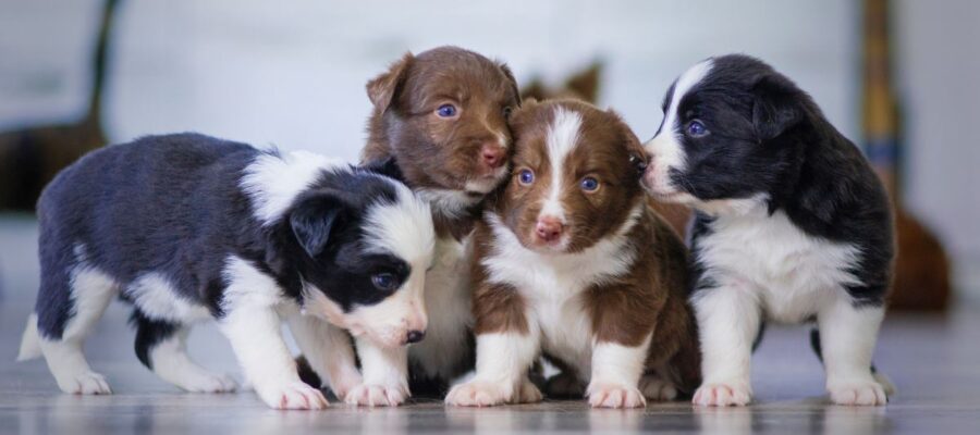 chienne enceinte comment préparer l'arrivée des chiots