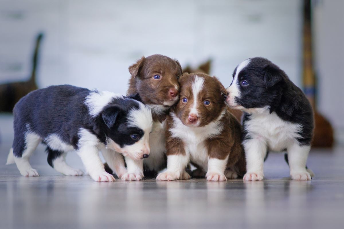 chienne enceinte comment préparer l'arrivée des chiots