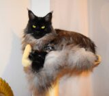 Purebred Cats: Precautions to Take