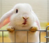 Rabbit Gnaws Bars: Boredom or a Health Problem?