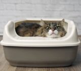 Self-Cleaning Litter Boxes: A Useful Investment for Your Cat’s Hygiene?