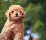 The 5 Dog Breeds That Are Easiest to Train