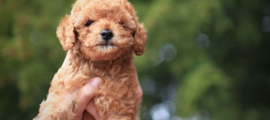 Les 5 races de chien les plus faciles à éduquer