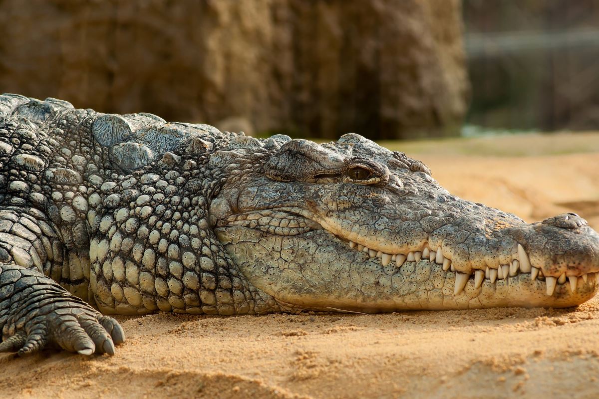 crocodiles