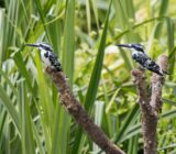 The Most Exotic Birds: Nature’s Most Beautiful Specimens