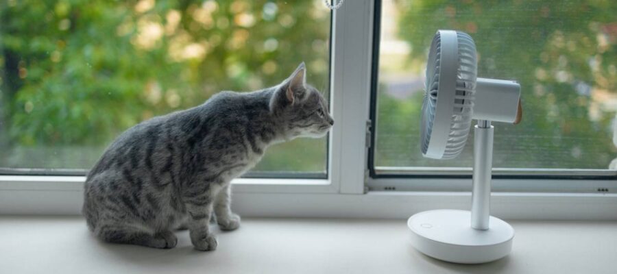 les dangers de la canicule pour votre chat