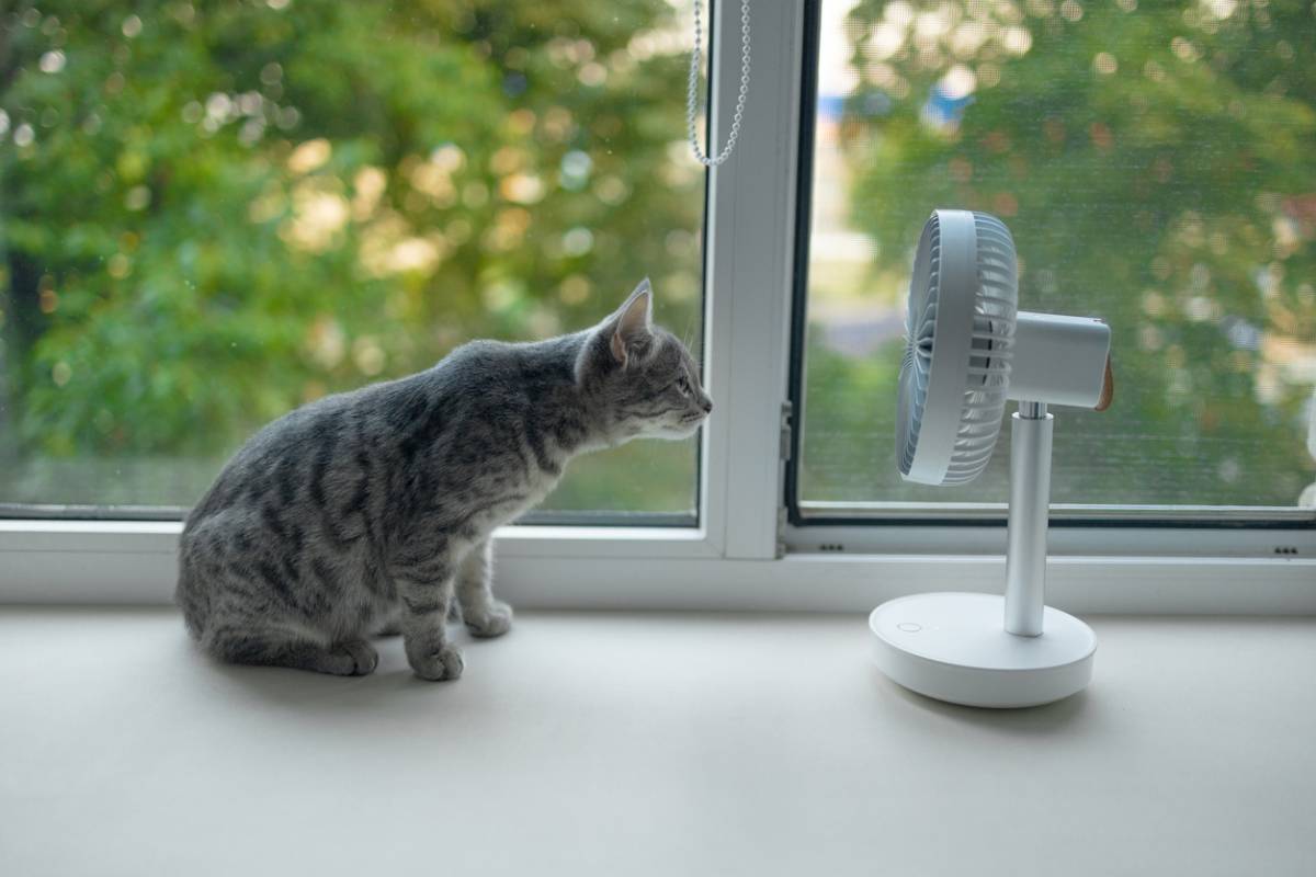 les dangers de la canicule pour votre chat