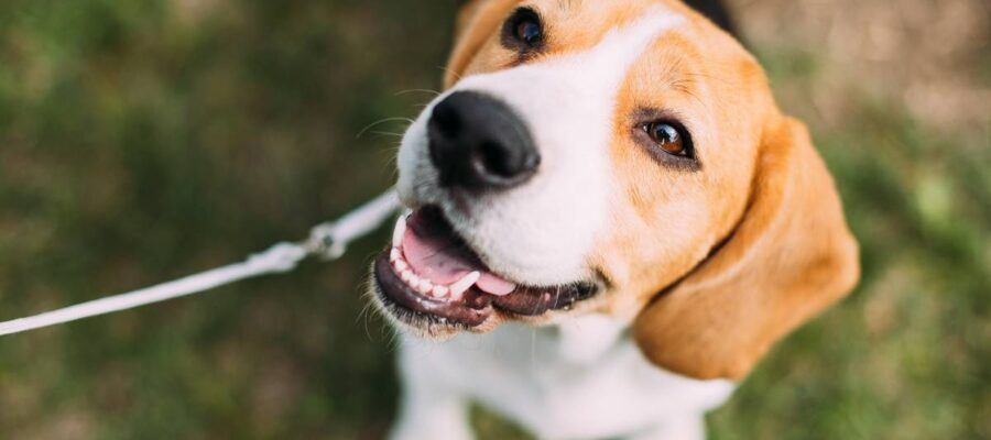 Insolite - des réseaux sociaux pour animaux