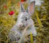 Walking Your Rabbit: How to Choose a Harness