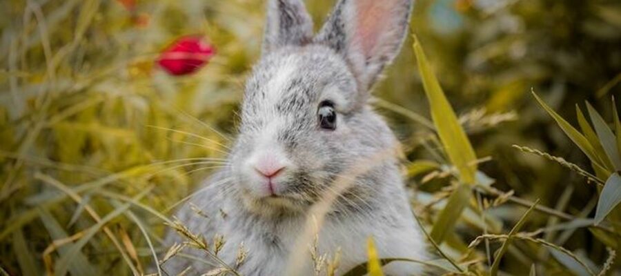 promener votre lapin choisissez un harnais