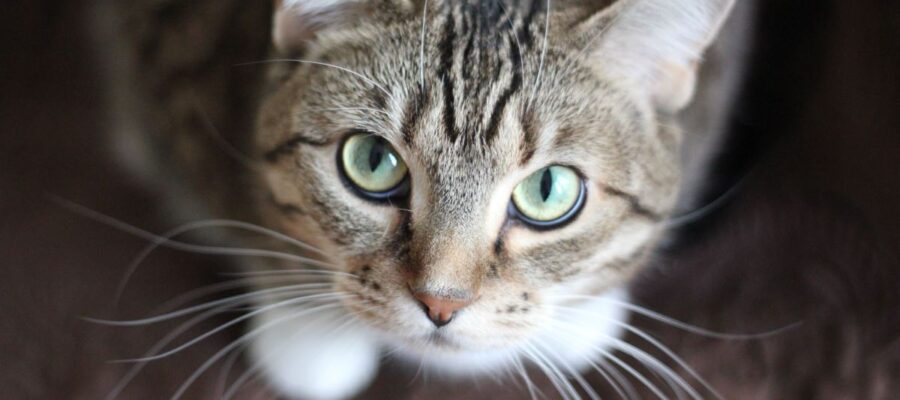 quelles sont les plus belles races de chat