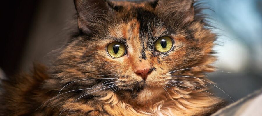 qu'est ce qu'un chat écaille de tortue