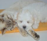 What Is the Best Pet Insurance?