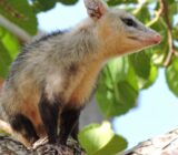 What Kind of Animal Is an Opossum?