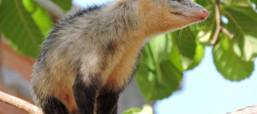 quel animal est un opossum