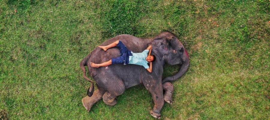 quelles activités insolites faire avec des animaux