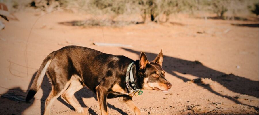 Quelles races de chiens ne perdent pas leurs poils