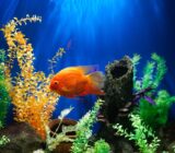 Which Fish Should You Keep in a Freshwater Aquarium?