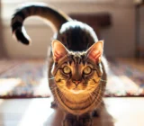 Why Do Cats Wag Their Tails? 5 Signals Decoded