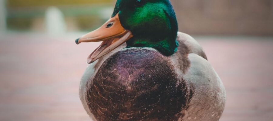 Pourquoi les canards crient la nuit