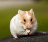 Why Do Hamsters Bite?