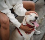 Why Does My Dog Close Its Eyes When I Pet Its Head?