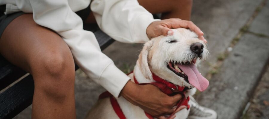 pourquoi mon chien ferme les yeux quand je lui caresse la tête