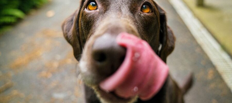 pourquoi mon chien se lèche la truffe