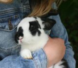 Why Does My Rabbit Lick Everything?