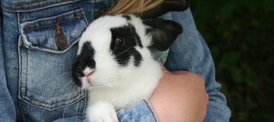 pourquoi mon lapin lèche tout