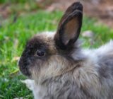 Why Food Matters for Dwarf Rabbits: Hay, Vegetables, and Pellets