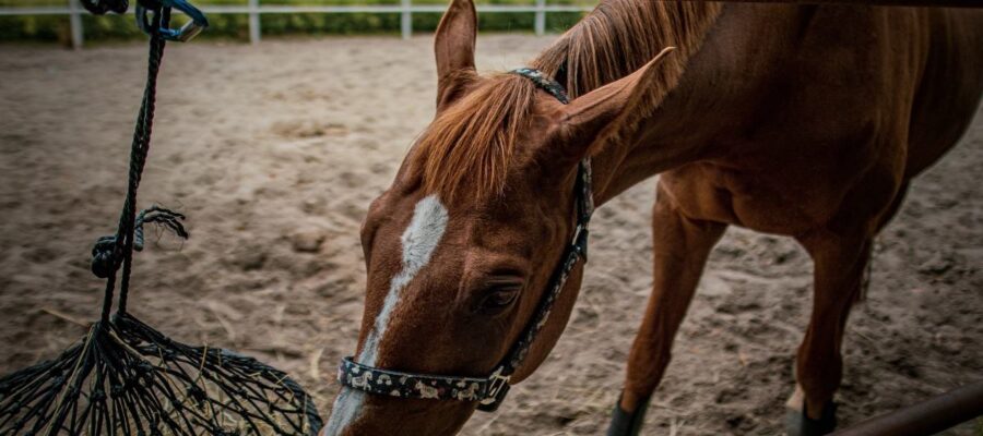 pourquoi donner des granules aux chevaux