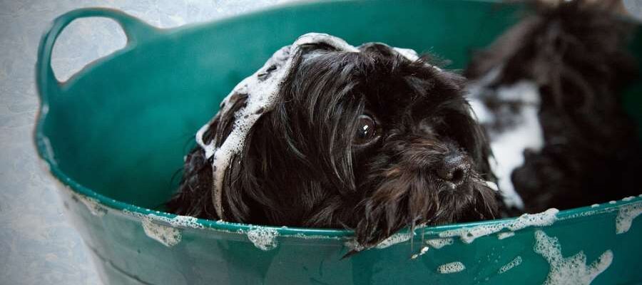 pourquoi et comment toiletter son animal