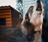 Why Is My Dog Howling? Decoding Its Vocal Messages